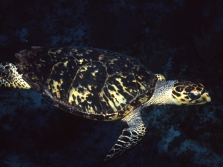 Hawksbill turtle-Belize
