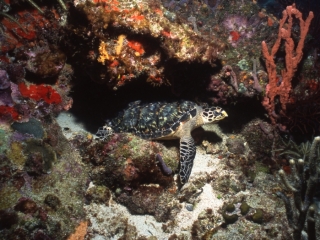 Hawksbill turtle-Bequia, Grenadines